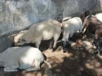 Carnero, Tsigai sheep — foto 1