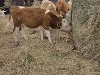 Býk, Simmental cattle — foto 5