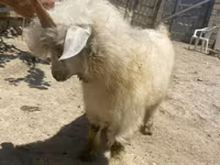 Goat, Angora goats — photo 4