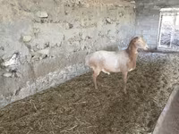 Carnero, Rhon sheep — foto 1