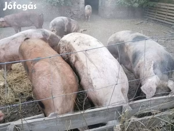 Sow, Пьетрен