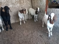 تيس, Boer goat — الصورة 3
