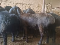 كبش, Rhon sheep — الصورة 1