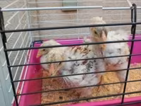 ワイアンドット — 写真 4