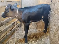 Vache, Aberdeen-Angus — photo 2