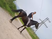 Cheval, Standardbred — photo 2
