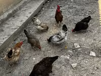 Chickens — photo 1