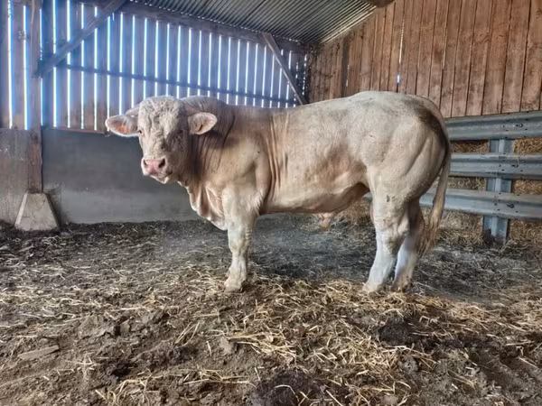 Taureau, Charolais cattle