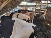 सांड, गोलस्टीन नस्ल — फ़ोटो 4