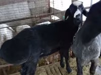 Ram, Blackheaded Persian sheep — photo 2