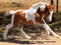 Stute, Gypsy horse — Foto 4