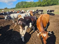 Byk, Simmental cattle — zdjęcie 2