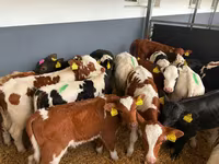 Buğa, Simmental cattle — foto 1