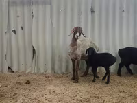 Schaf, Arashan sheep — Foto 5