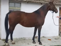 母马, Horses — 照片 1