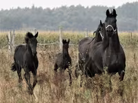 Cheval, Dutch warmblood horse — photo 6
