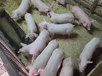 Schweine (Partie, Geschlecht nicht angegeben), Крупная белая — Foto 2