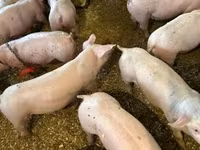 公猪, Гипор — 照片 2