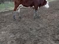 Krowa, Simmental cattle — zdjęcie 1