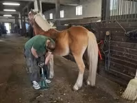 Caballo, Haflinger — foto 3