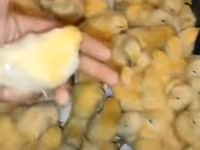 Chickens — zdjęcie 1