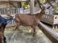 Billy Goat, Alpine goat — photo 7