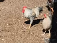 gallina danesa — foto 2