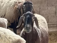 Bélier, Moutons — photo 5