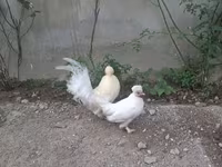ياباني بانتام — الصورة 1