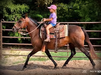 Jument, Quarter Horse — photo 3