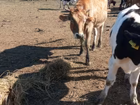 Krowa, Simmental cattle — zdjęcie 3
