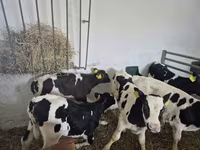 Touro, Russian Black pied cattle — foto 4