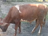 Taureau, Bovins — photo 3