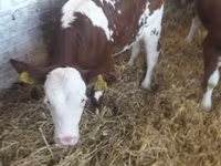 Taureau, Vache limousine — photo 6