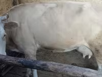 Vache, Latvian Blue cattle — photo 5