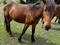 Mare, Međimurje horse — photo 6