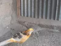गोल्डन इटालियन — फ़ोटो 3