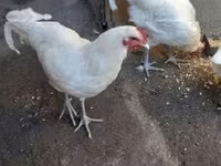 أوسترالورب — الصورة 4