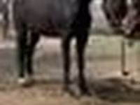 Yegua, Orlov Trotter — foto 5
