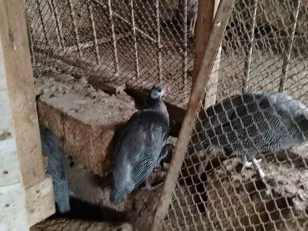 珍珠灰