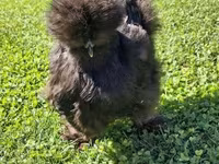 Silkie — zdjęcie 2