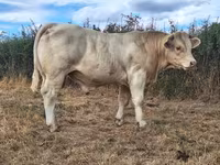 Taureau, Charolais cattle — photo 1