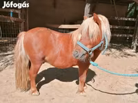 公马, Shetland Pony — 照片 3
