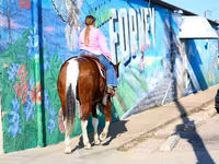 Hengst, National Show Horse — Foto 5