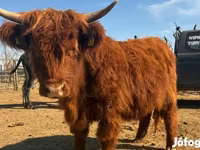 بقرة, Highland — الصورة 1