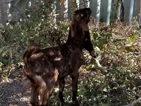 عنزة, Kamori goats — الصورة 3