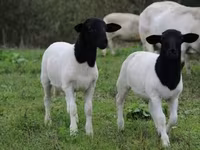 羊（ロット、性別未指定）, Dorper sheep — 写真 4