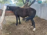 Mare, Horses — photo 2