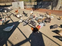 Chickens — 写真 5