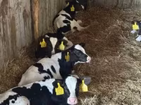 公牛, Russian Black pied cattle — 照片 1